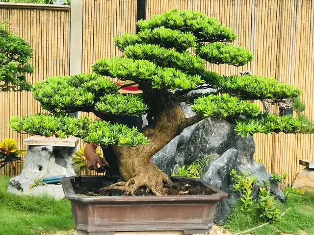 Cách Trồng Cây Tùng Lá Kim: Hướng Dẫn Chi Tiết Từ A-Z, Chăm Sóc Và Ý Nghĩa Phong Thủy