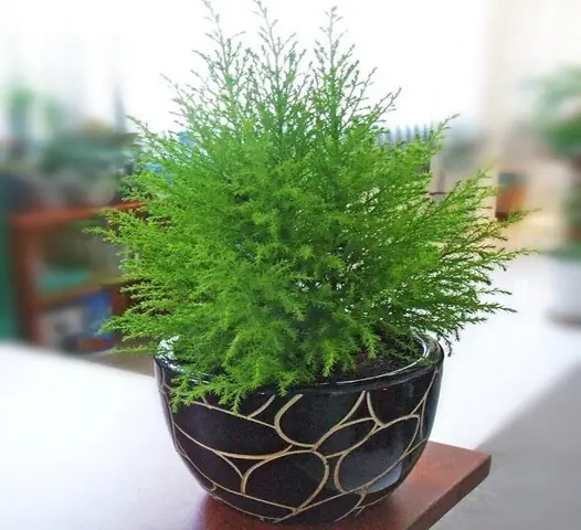 Cách Trồng Cây Tùng Lá Kim: Hướng Dẫn Chi Tiết Từ A-Z, Chăm Sóc Và Ý Nghĩa Phong Thủy