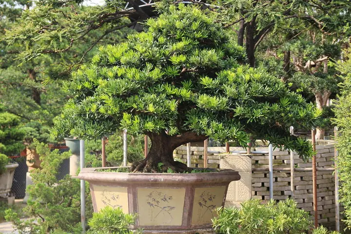 Cách Trồng Cây Tùng Lá Kim: Hướng Dẫn Chi Tiết Từ A-Z, Chăm Sóc Và Ý Nghĩa Phong Thủy