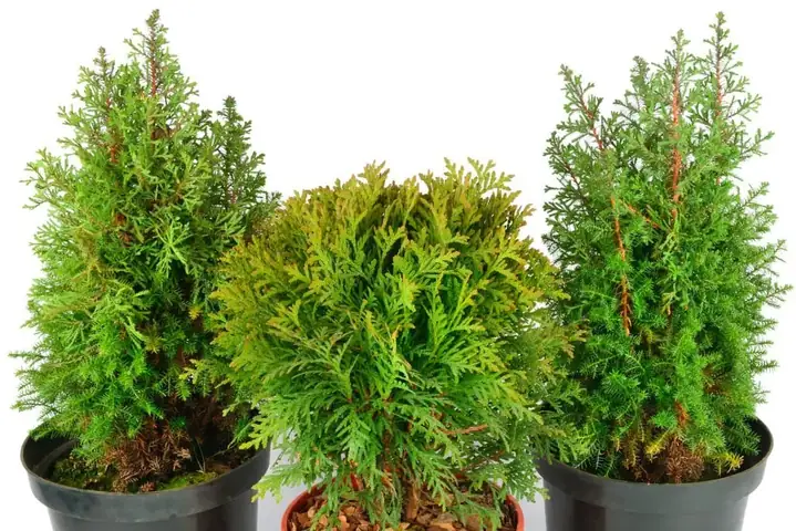 Cách Trồng Cây Tuyết Tùng Tại Nhà: Chọn Giống, Chăm Sóc Và Xử Lý Lỗi