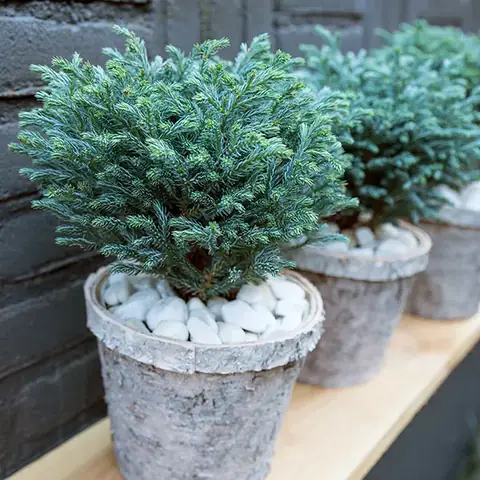 Cách Trồng Cây Tuyết Tùng Tại Nhà: Chọn Giống, Chăm Sóc Và Xử Lý Lỗi