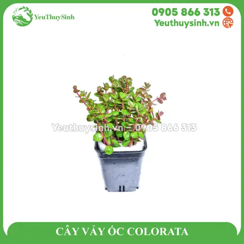 Cách Trồng Cây Vảy Ốc Thủy Sinh Cho Người Mới: Ánh Sáng, Dinh Dưỡng Và Cắt Tỉa Cách Trồng Cây Vảy Ốc Thủy Sinh Cho Người Mới: Ánh Sáng, Dinh Dưỡng Và Cắt Tỉa