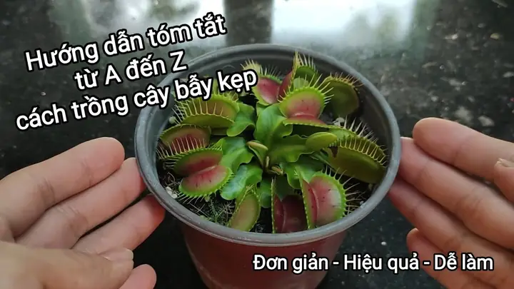Cách Trồng Và Chăm Sóc Cây Venus Flytrap (bẫy Kẹp Ăn Thịt) Chuẩn Giống Tự Nhiên