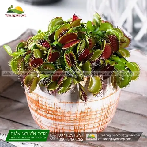 Cách Trồng Và Chăm Sóc Cây Venus Flytrap (bẫy Kẹp Ăn Thịt) Chuẩn Giống Tự Nhiên