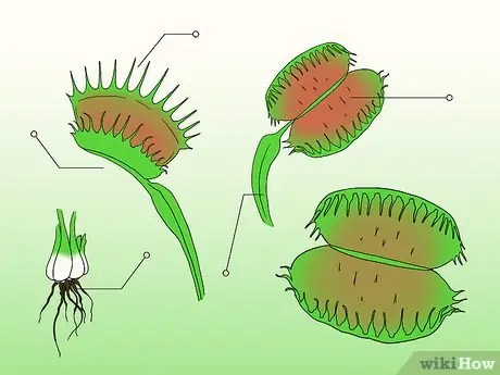 Cách Trồng Và Chăm Sóc Cây Venus Flytrap (bẫy Kẹp Ăn Thịt) Chuẩn Giống Tự Nhiên