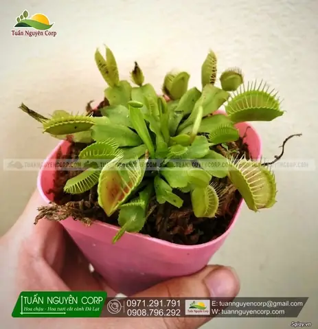 Cách Trồng Và Chăm Sóc Cây Venus Flytrap (bẫy Kẹp Ăn Thịt) Chuẩn Giống Tự Nhiên