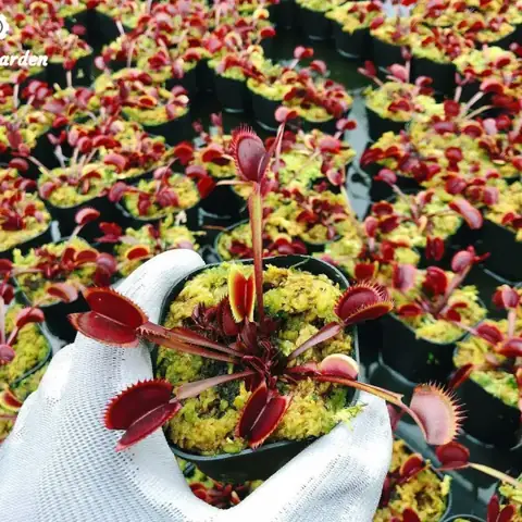 Cách Trồng Và Chăm Sóc Cây Venus Flytrap (bẫy Kẹp Ăn Thịt) Chuẩn Giống Tự Nhiên