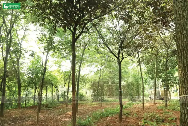 Cách Trồng Và Chăm Sóc Cây Vú Sữa Ra Trái Ngon, Năng Suất Cao Cách Trồng Và Chăm Sóc Cây Vú Sữa Ra Trái Ngon, Năng Suất Cao