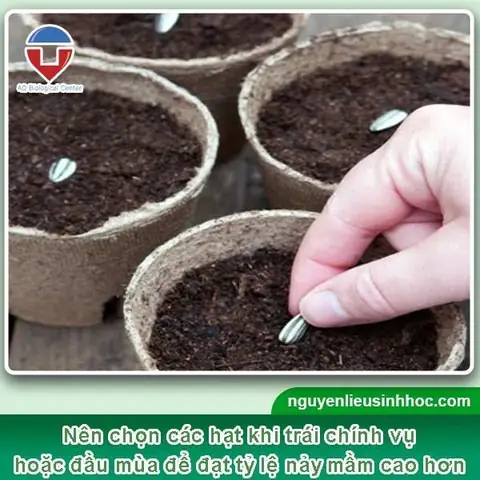 Cách Trồng Và Chăm Sóc Cây Vú Sữa Ra Trái Ngon, Năng Suất Cao Cách Trồng Và Chăm Sóc Cây Vú Sữa Ra Trái Ngon, Năng Suất Cao