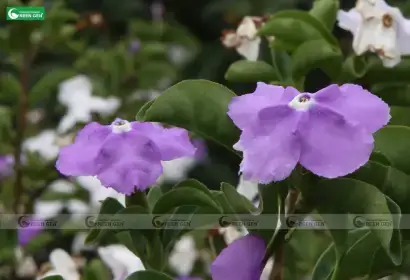 Hướng Dẫn Cách Trồng Cây Vú Sữa Mới Bứng Đúng Kỹ Thuật: Từ Xử Lý Nhựa, Chọn Đất Đến Chăm Sóc Giai Đoạn Đầu Cho Cây Sống 100%