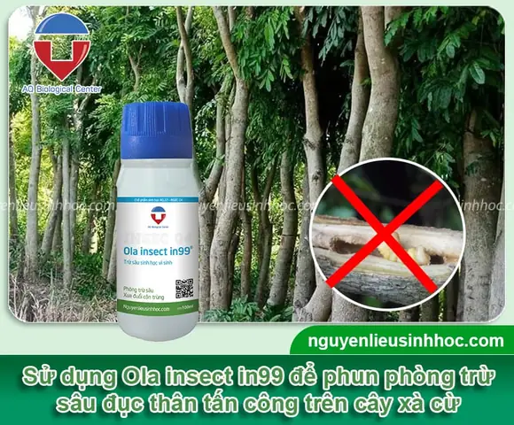 Cách Trồng Cây Xà Cừ Từ Hạt Và Kỹ Thuật Chăm Sóc Sau Khi Trồng Cách Trồng Cây Xà Cừ Từ Hạt Và Kỹ Thuật Chăm Sóc Sau Khi Trồng