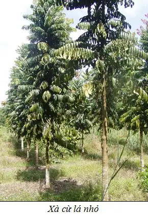 Cách Trồng Cây Xà Cừ Từ Hạt Và Kỹ Thuật Chăm Sóc Sau Khi Trồng Cách Trồng Cây Xà Cừ Từ Hạt Và Kỹ Thuật Chăm Sóc Sau Khi Trồng