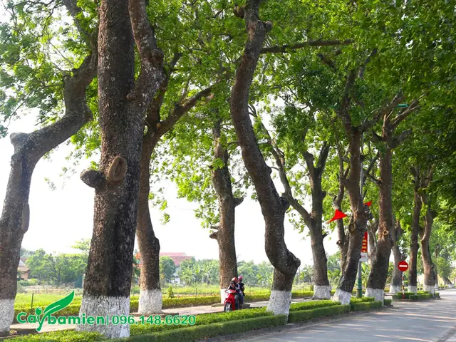 Cách Trồng Cây Xà Cừ Từ Hạt Và Kỹ Thuật Chăm Sóc Sau Khi Trồng Cách Trồng Cây Xà Cừ Từ Hạt Và Kỹ Thuật Chăm Sóc Sau Khi Trồng