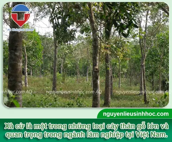 Cách Trồng Cây Xà Cừ Từ Hạt Và Kỹ Thuật Chăm Sóc Sau Khi Trồng Cách Trồng Cây Xà Cừ Từ Hạt Và Kỹ Thuật Chăm Sóc Sau Khi Trồng