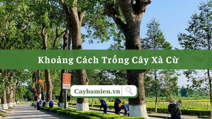 Cách Trồng Cây Xà Cừ Từ Hạt Và Kỹ Thuật Chăm Sóc Sau Khi Trồng Cách Trồng Cây Xà Cừ Từ Hạt Và Kỹ Thuật Chăm Sóc Sau Khi Trồng