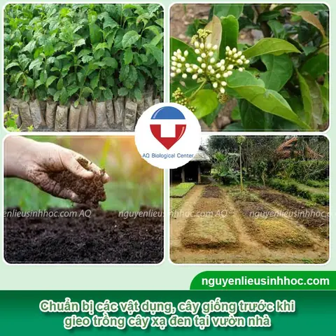 Hướng Dẫn Chi Tiết Cách Trồng Và Chăm Sóc Cây Xạ Đen Hiệu Quả Tại Nhà Hướng Dẫn Chi Tiết Cách Trồng Và Chăm Sóc Cây Xạ Đen Hiệu Quả Tại Nhà