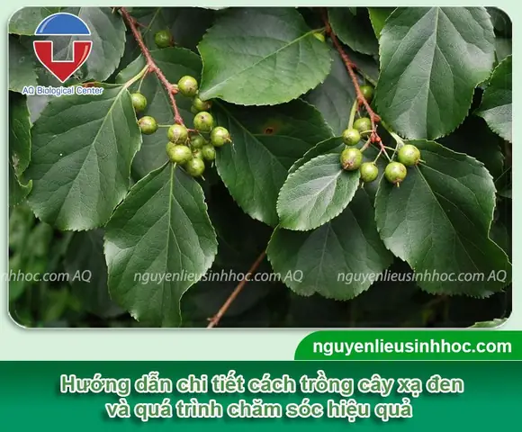 Hướng Dẫn Chi Tiết Cách Trồng Và Chăm Sóc Cây Xạ Đen Hiệu Quả Tại Nhà Hướng Dẫn Chi Tiết Cách Trồng Và Chăm Sóc Cây Xạ Đen Hiệu Quả Tại Nhà
