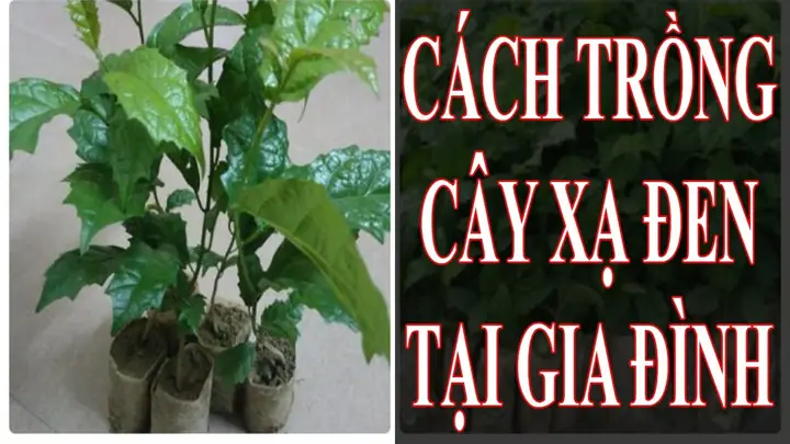 Hướng Dẫn Chi Tiết Cách Trồng Và Chăm Sóc Cây Xạ Đen Hiệu Quả Tại Nhà Hướng Dẫn Chi Tiết Cách Trồng Và Chăm Sóc Cây Xạ Đen Hiệu Quả Tại Nhà