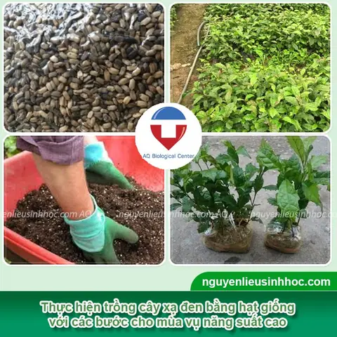 Hướng Dẫn Chi Tiết Cách Trồng Và Chăm Sóc Cây Xạ Đen Hiệu Quả Tại Nhà Hướng Dẫn Chi Tiết Cách Trồng Và Chăm Sóc Cây Xạ Đen Hiệu Quả Tại Nhà