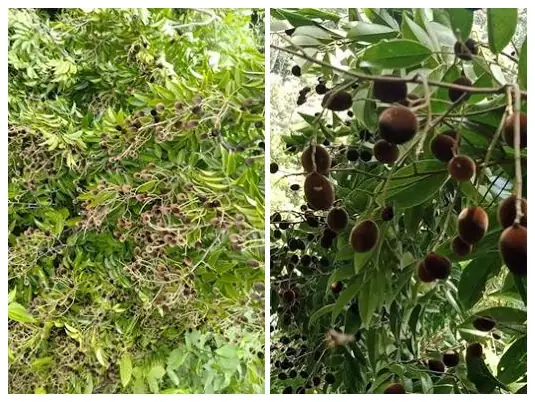 Hướng Dẫn Cách Trồng Cây Xay Nhung (cối Xay) Từ Hạt Và Cây Con: Kỹ Thuật Ươm, Chăm Sóc Và Lưu Ý Quan Trọng Hướng Dẫn Cách Trồng Cây Xay Nhung (cối Xay) Từ Hạt Và Cây Con: Kỹ Thuật Ươm, Chăm Sóc Và Lưu Ý Quan Trọng