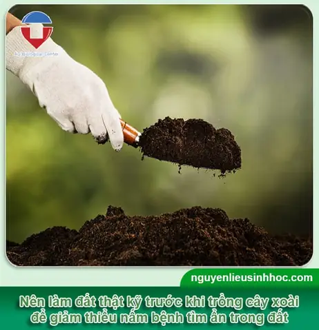 Hướng Dẫn Chi Tiết Cách Trồng Cây Xoài Từ Hạt Nảy Mầm Thành Công Hướng Dẫn Chi Tiết Cách Trồng Cây Xoài Từ Hạt Nảy Mầm Thành Công