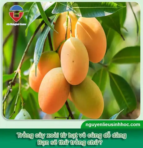 Hướng Dẫn Chi Tiết Cách Trồng Cây Xoài Từ Hạt Nảy Mầm Thành Công Hướng Dẫn Chi Tiết Cách Trồng Cây Xoài Từ Hạt Nảy Mầm Thành Công