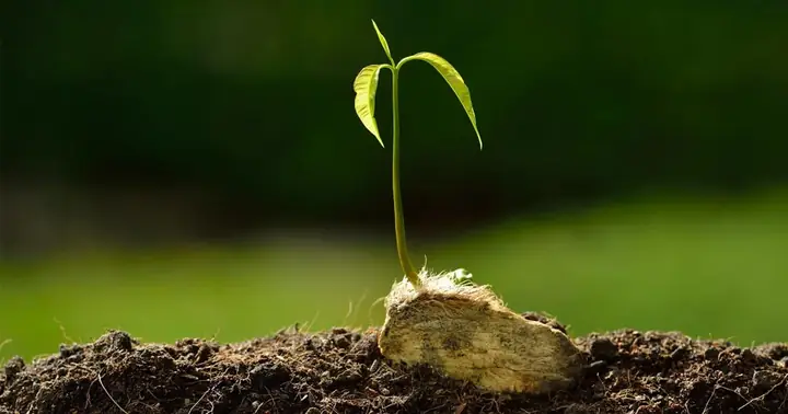 Hướng Dẫn Chi Tiết Cách Trồng Cây Xoài Từ Hạt Nảy Mầm Thành Công Hướng Dẫn Chi Tiết Cách Trồng Cây Xoài Từ Hạt Nảy Mầm Thành Công