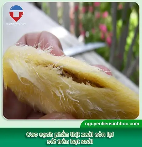 Hướng Dẫn Chi Tiết Cách Trồng Cây Xoài Từ Hạt Nảy Mầm Thành Công Hướng Dẫn Chi Tiết Cách Trồng Cây Xoài Từ Hạt Nảy Mầm Thành Công