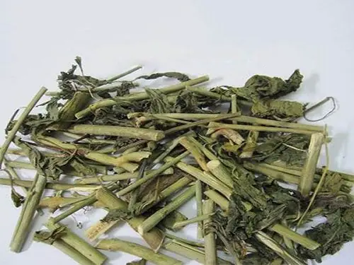 Hướng Dẫn Chi Tiết Cách Trồng Và Chăm Sóc Cây Xương Khỉ Tại Nhà