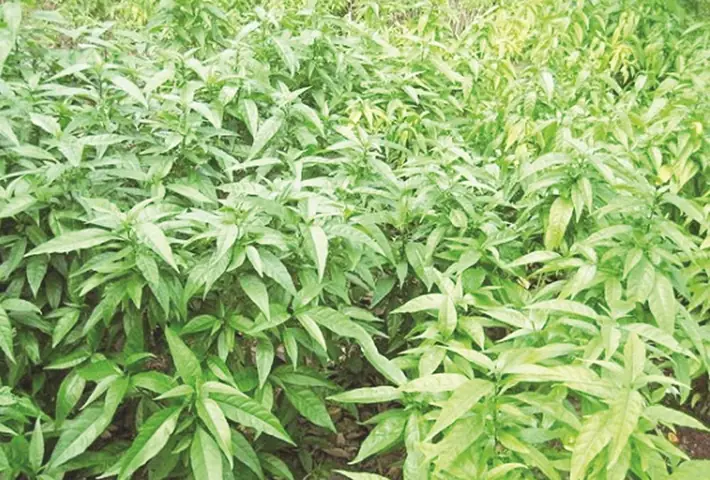 Hướng Dẫn Chi Tiết Cách Trồng Và Chăm Sóc Cây Xương Khỉ Tại Nhà
