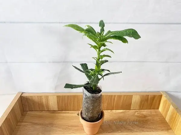 Cách Trồng Cây Xương Sông Tại Nhà: Gieo Hạt Và Giâm Cành
