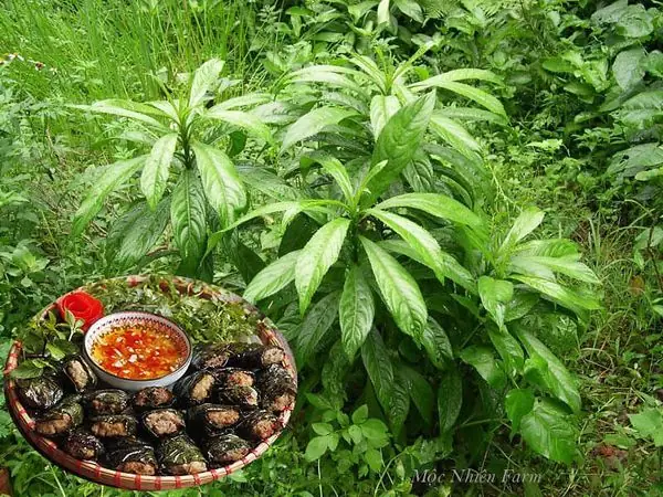 Cách Trồng Cây Xương Sông Tại Nhà: Gieo Hạt Và Giâm Cành