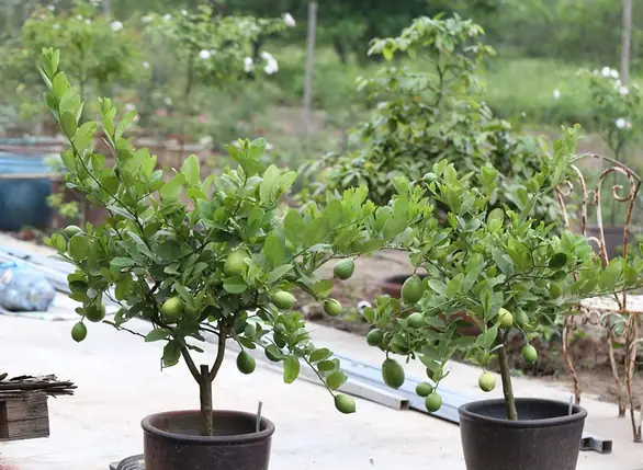 Cách Trồng Chanh Ra Quả Quanh Năm: Hướng Dẫn Chi Tiết Cho Người Mới Bắt Đầu
