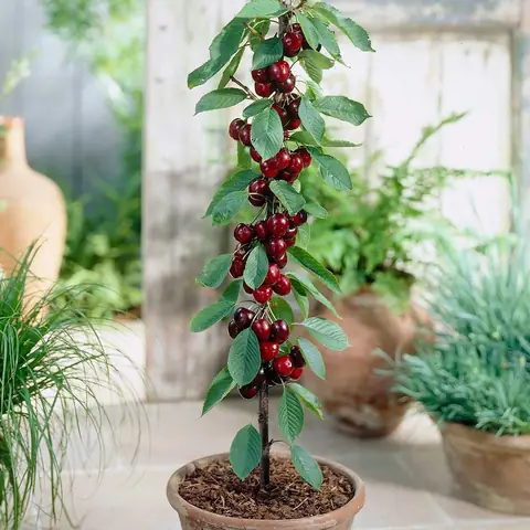 Cách Trồng Cây Cherry Bằng Hạt Tươi Tại Nhà: Hướng Dẫn Chi Tiết Từ A-Z Cách Trồng Cây Cherry Bằng Hạt Tươi Tại Nhà: Hướng Dẫn Chi Tiết Từ A-Z