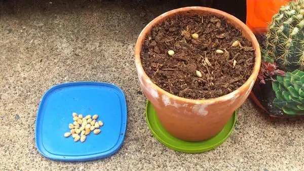 Hướng Dẫn Trồng Và Chăm Sóc Cây Cherry Mỹ Tại Việt Nam: Từ Hạt Đến Thu Hoạch Sai Quả