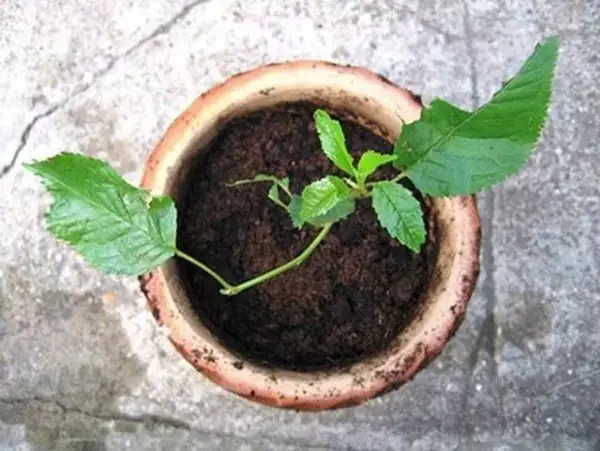 Hướng Dẫn Chi Tiết Cách Trồng Cây Cherry Trong Chậu: Từ A-Z