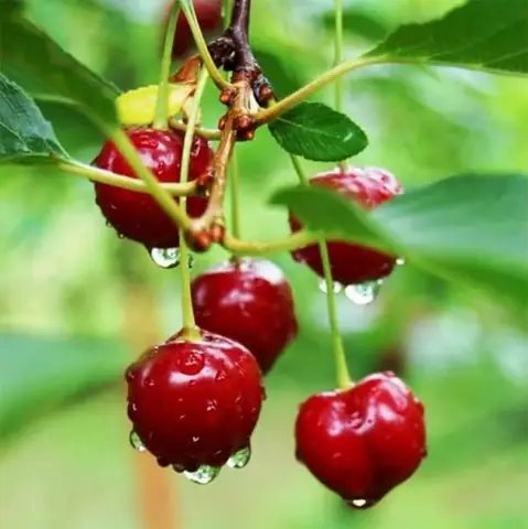 Hướng Dẫn Chi Tiết Cách Trồng Cây Cherry Trong Chậu: Từ A-Z