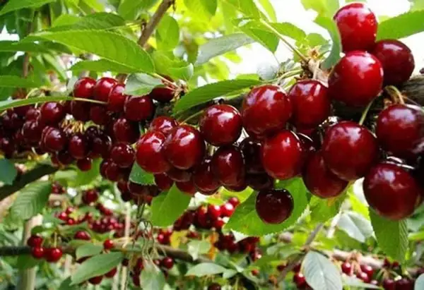 Hướng Dẫn Chi Tiết Cách Trồng Cây Cherry Trong Chậu: Từ A-Z