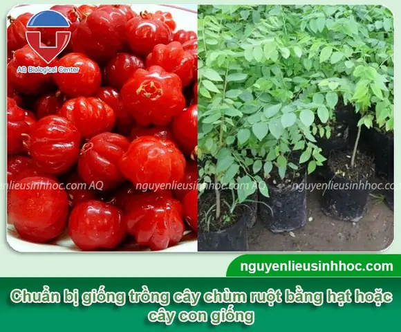 Hướng Dẫn Chi Tiết Cách Trồng Chùm Ruột Từ Hạt: Từ A Đến Z Cho Người Mới Bắt Đầu Hướng Dẫn Chi Tiết Cách Trồng Chùm Ruột Từ Hạt: Từ A Đến Z Cho Người Mới Bắt Đầu