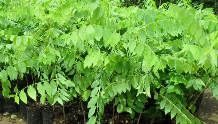 Hướng Dẫn Chi Tiết Cách Trồng Chùm Ruột Từ Hạt: Từ A Đến Z Cho Người Mới Bắt Đầu Hướng Dẫn Chi Tiết Cách Trồng Chùm Ruột Từ Hạt: Từ A Đến Z Cho Người Mới Bắt Đầu