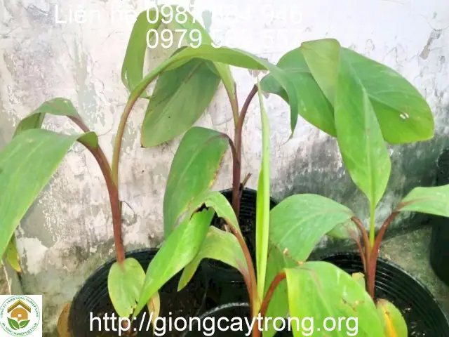 Hướng Dẫn Chi Tiết Cách Trồng Chuối Đỏ Dacca Từ A-Z Đạt Năng Suất Cao Hướng Dẫn Chi Tiết Cách Trồng Chuối Đỏ Dacca Từ A-Z Đạt Năng Suất Cao