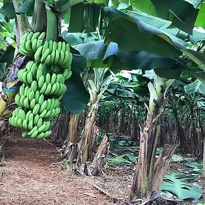 Cách Trồng Chuối Già Lùn Đạt Năng Suất Cao Và Hiệu Quả Kinh Tế