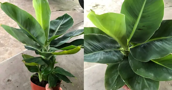 Hướng Dẫn Chi Tiết Cách Trồng Chuối Mini Tại Nhà Cho Trái Ngon Hướng Dẫn Chi Tiết Cách Trồng Chuối Mini Tại Nhà Cho Trái Ngon