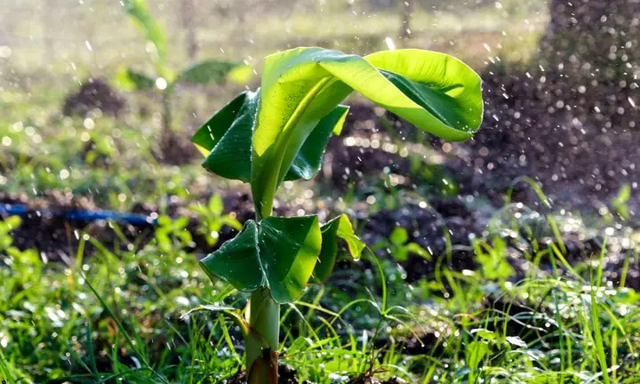 Hướng Dẫn Chi Tiết Cách Trồng Chuối Sáp Đạt Năng Suất Cao, Ít Sâu Bệnh