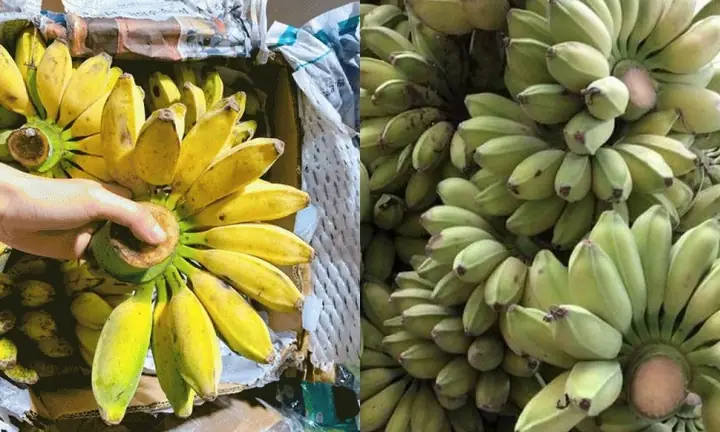 Hướng Dẫn Chi Tiết Cách Trồng Chuối Sáp Đạt Năng Suất Cao, Ít Sâu Bệnh