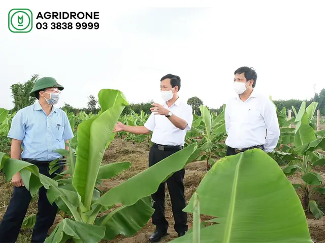 Hướng Dẫn Chi Tiết Kỹ Thuật Trồng Chuối Tiêu Hồng Đạt Năng Suất Cao Từ A-Z Hướng Dẫn Chi Tiết Kỹ Thuật Trồng Chuối Tiêu Hồng Đạt Năng Suất Cao Từ A-Z