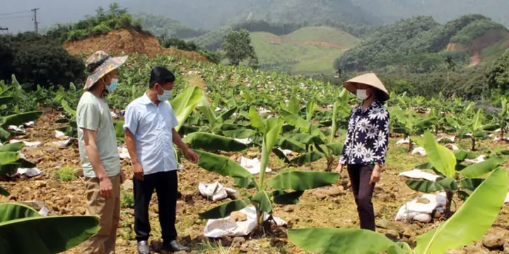 Hướng Dẫn Chi Tiết Kỹ Thuật Trồng Chuối Tiêu Hồng Đạt Năng Suất Cao Từ A-Z Hướng Dẫn Chi Tiết Kỹ Thuật Trồng Chuối Tiêu Hồng Đạt Năng Suất Cao Từ A-Z