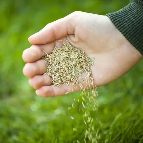 Hướng Dẫn Trồng Cỏ Bằng Hạt: Từ A-Z Cho Vườn Xanh Mướt
