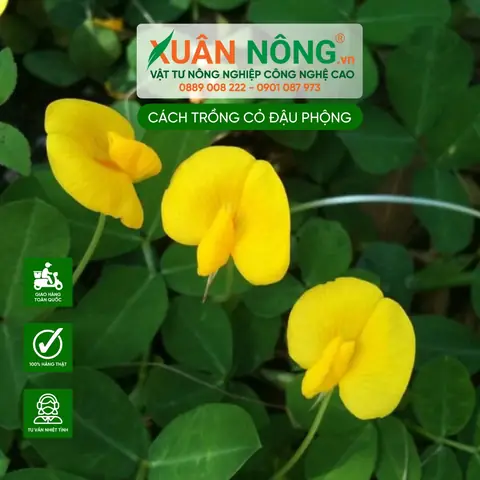 Cách Trồng Cỏ Đậu (cỏ Đậu Phộng / Cỏ Lạc) Hoa Vàng Phủ Nền Dễ Dàng, Chi Tiết A-Z Cách Trồng Cỏ Đậu (cỏ Đậu Phộng / Cỏ Lạc) Hoa Vàng Phủ Nền Dễ Dàng, Chi Tiết A-Z