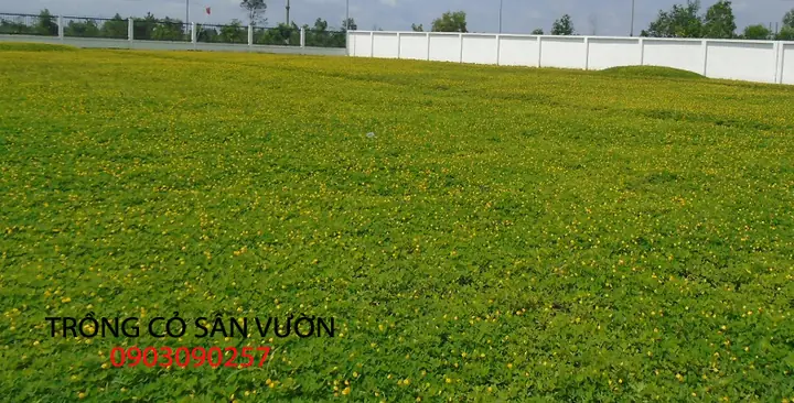 Cách Trồng Cỏ Đậu (cỏ Đậu Phộng / Cỏ Lạc) Hoa Vàng Phủ Nền Dễ Dàng, Chi Tiết A-Z Cách Trồng Cỏ Đậu (cỏ Đậu Phộng / Cỏ Lạc) Hoa Vàng Phủ Nền Dễ Dàng, Chi Tiết A-Z